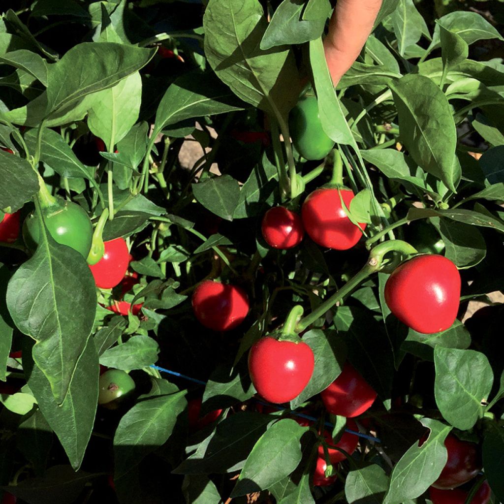 Maustepaprika Dinero F1 taimena