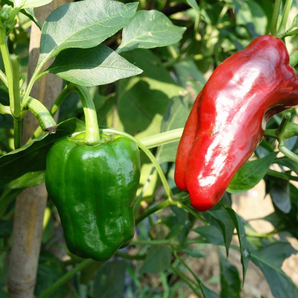 Maustepaprika Marconi Rosso luomu - Ferme de Sainte Marthe