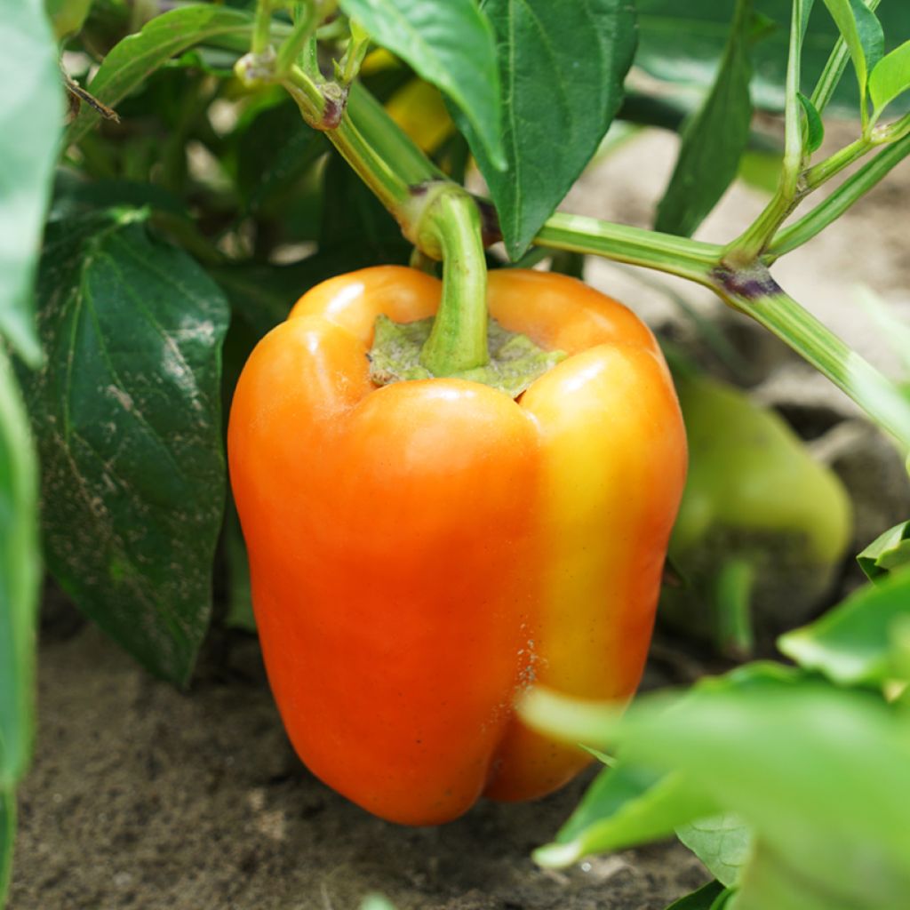 Maustepaprika Petit Marseillais luomu - Ferme de Sainte Marthe