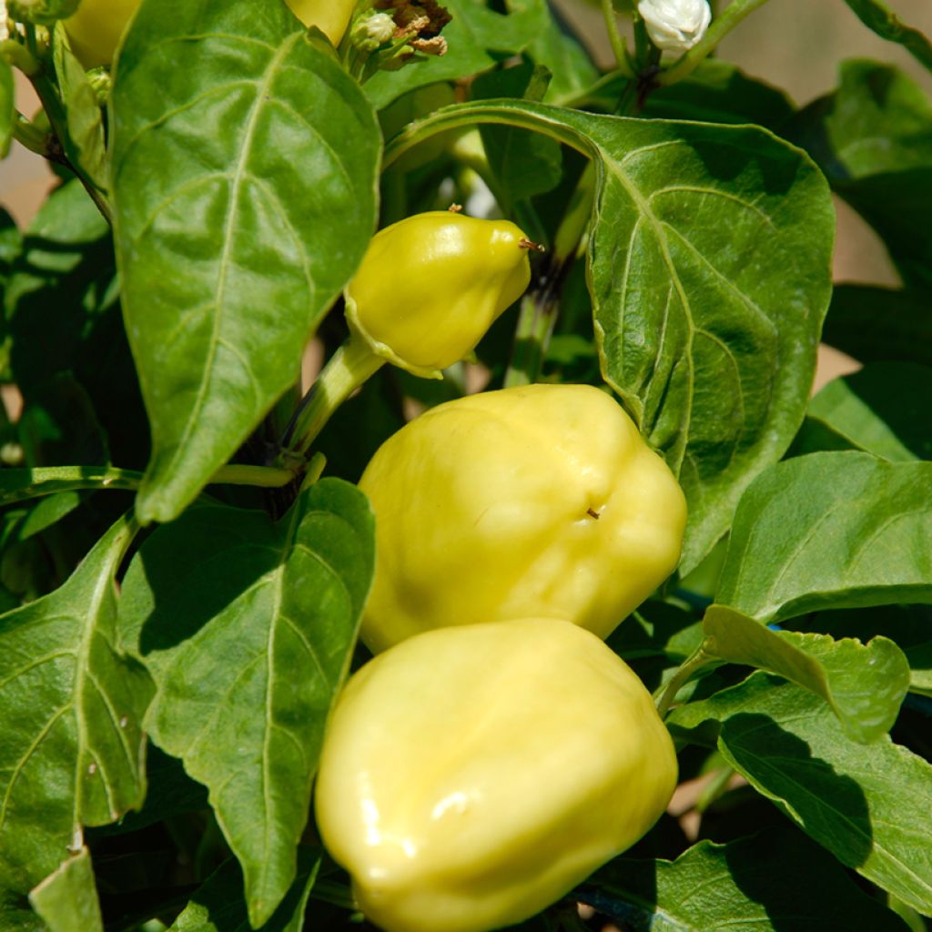 Maustepaprika Petit Marseillais luomu - Ferme de Sainte Marthe