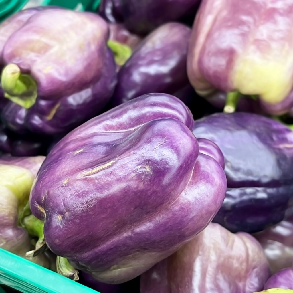 Paprika Purple Bell
