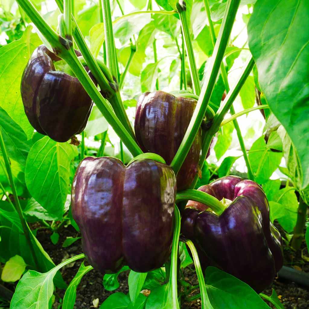 Paprika Purple Bell
