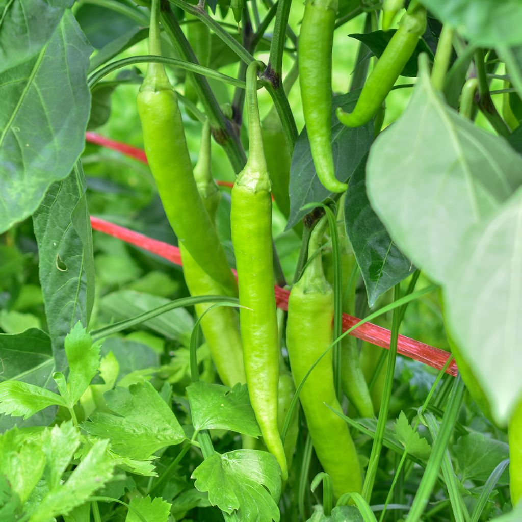 Maustepaprika Sweet Banana