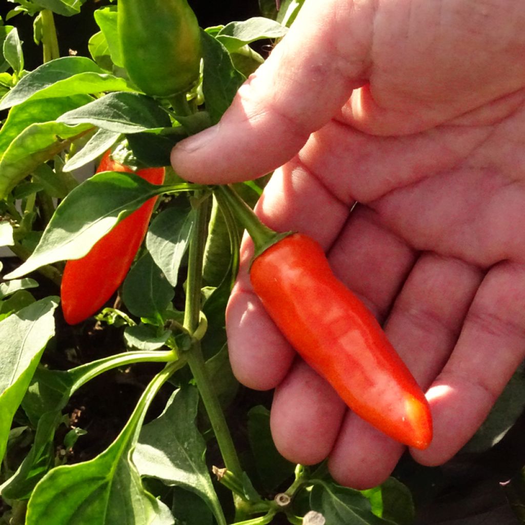 Maustepaprika Tangerine Dream