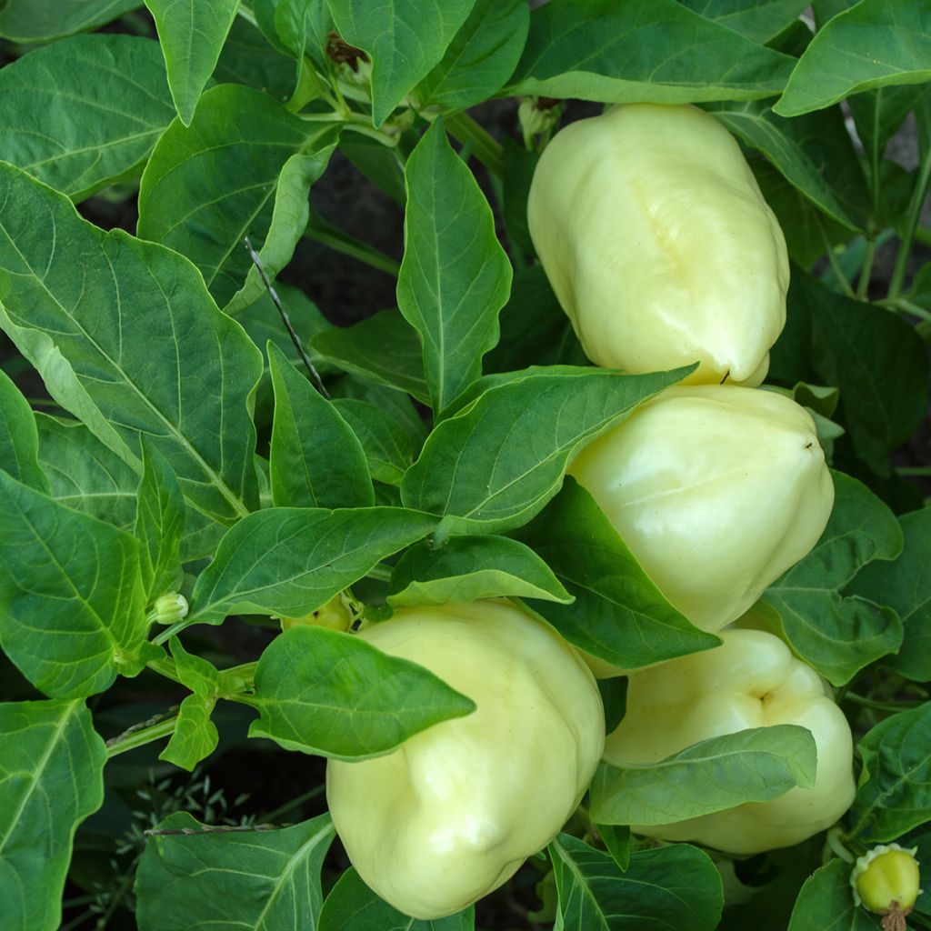 Paprika White Bell
