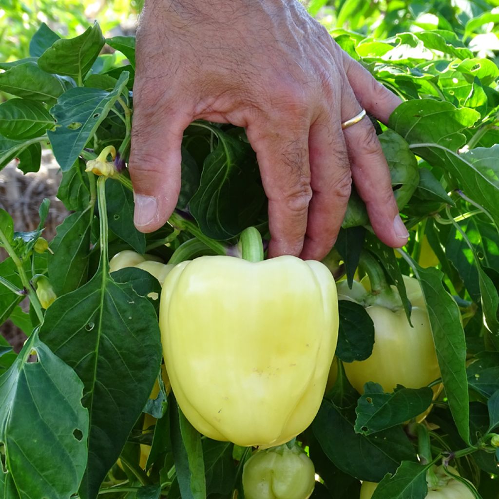 Ruokapaprika Bellkaro F1 taimena