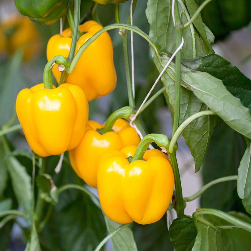 Maustepaprika Carré d'Asti keltainen luomu - Ferme de Sainte Marthe