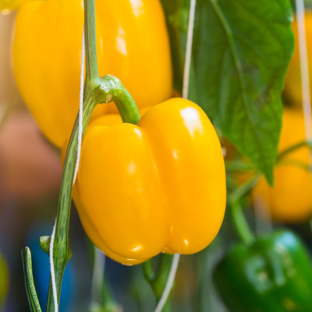 Maustepaprika Carré d'Asti keltainen luomu - Ferme de Sainte Marthe