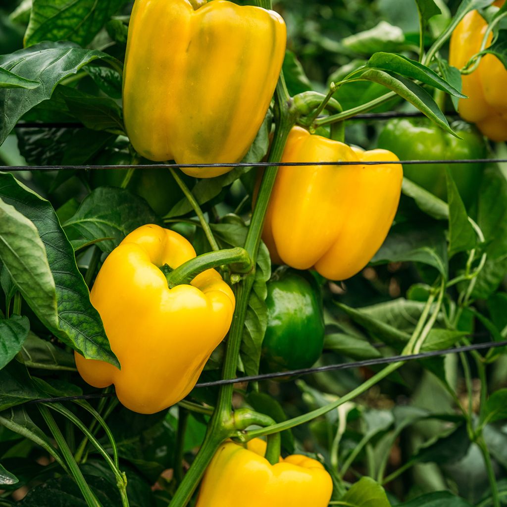 Maustepaprika Carré d'Asti keltainen luomu - Ferme de Sainte Marthe