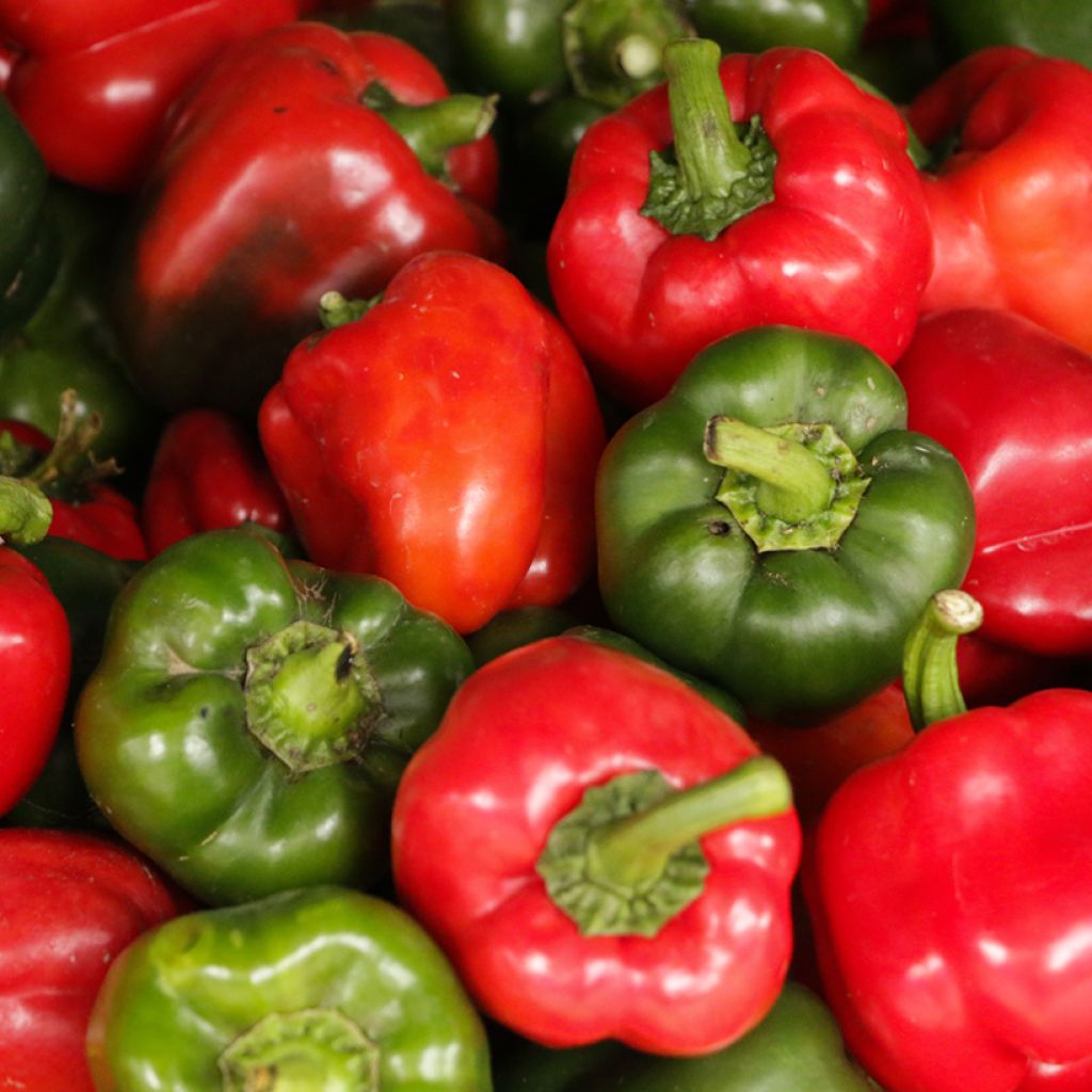 Maustepaprika California Wonder luomu
