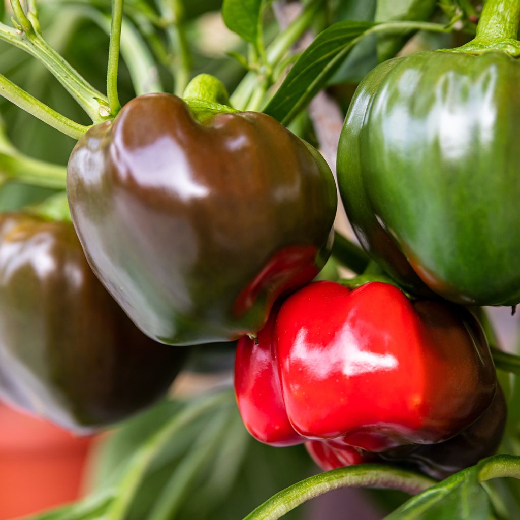 Maustepaprika California Wonder luomu