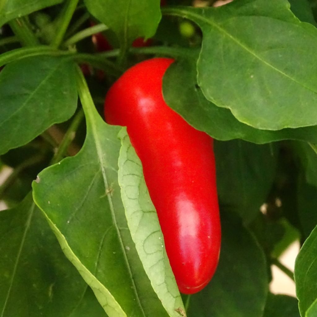 Maustepaprika Snackor F1 taimena