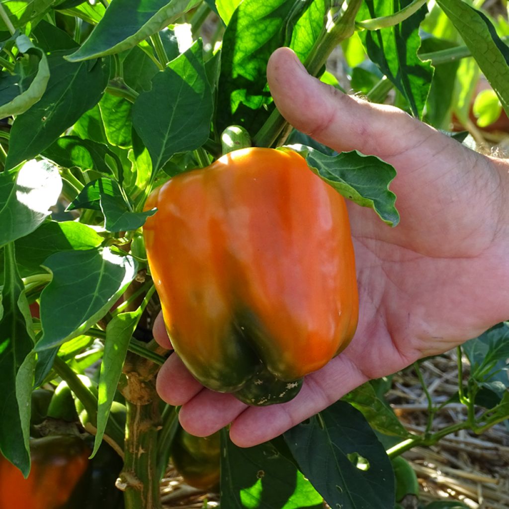 Oranssi maustepaprika Oreny F1 taimena