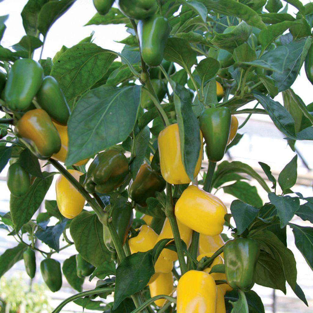 Paprika Snackor Yellow F1 taimena