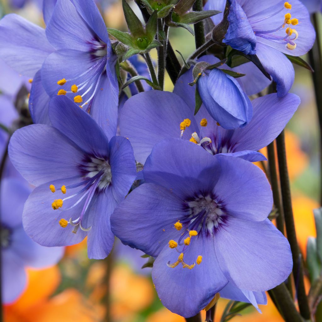 Japaninlehtosinilatva Bressingham Purple