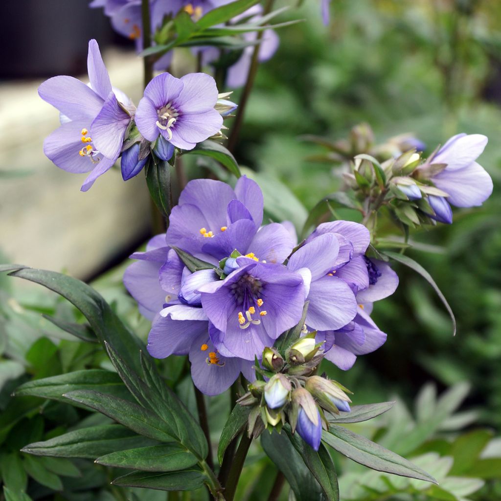Japaninlehtosinilatva Bressingham Purple