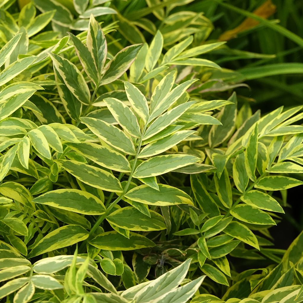 Sinilatva Golden Feathers