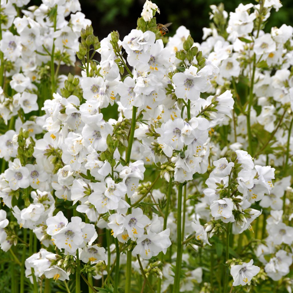 Japaninlehtosinilatva Halfway to Paradise