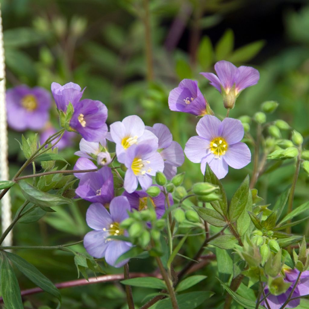 Lehtosinilatva Lambrook Mauve
