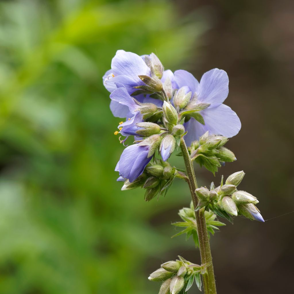 Niittysinilatva Blue Pearl