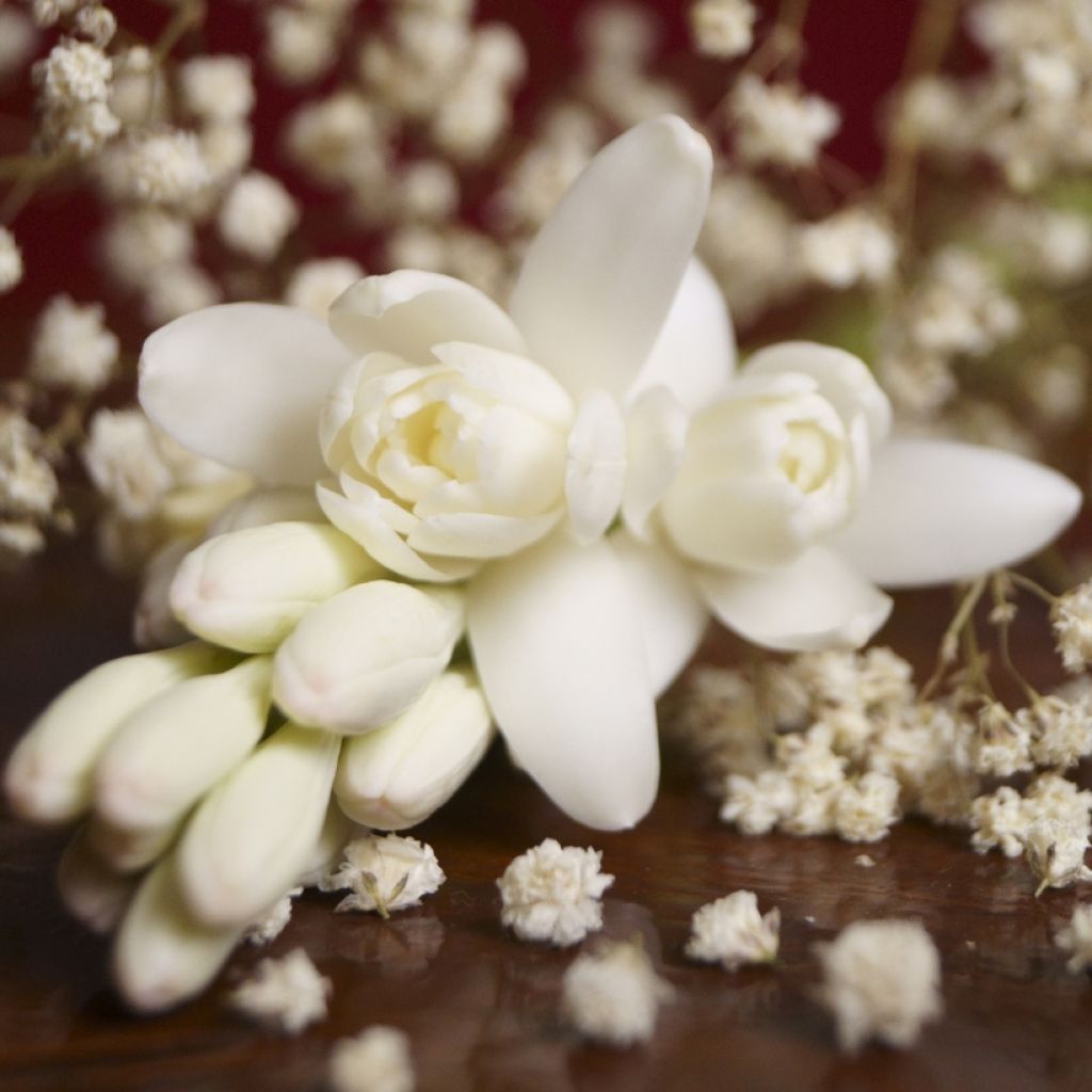 Tuberosa The Pearl