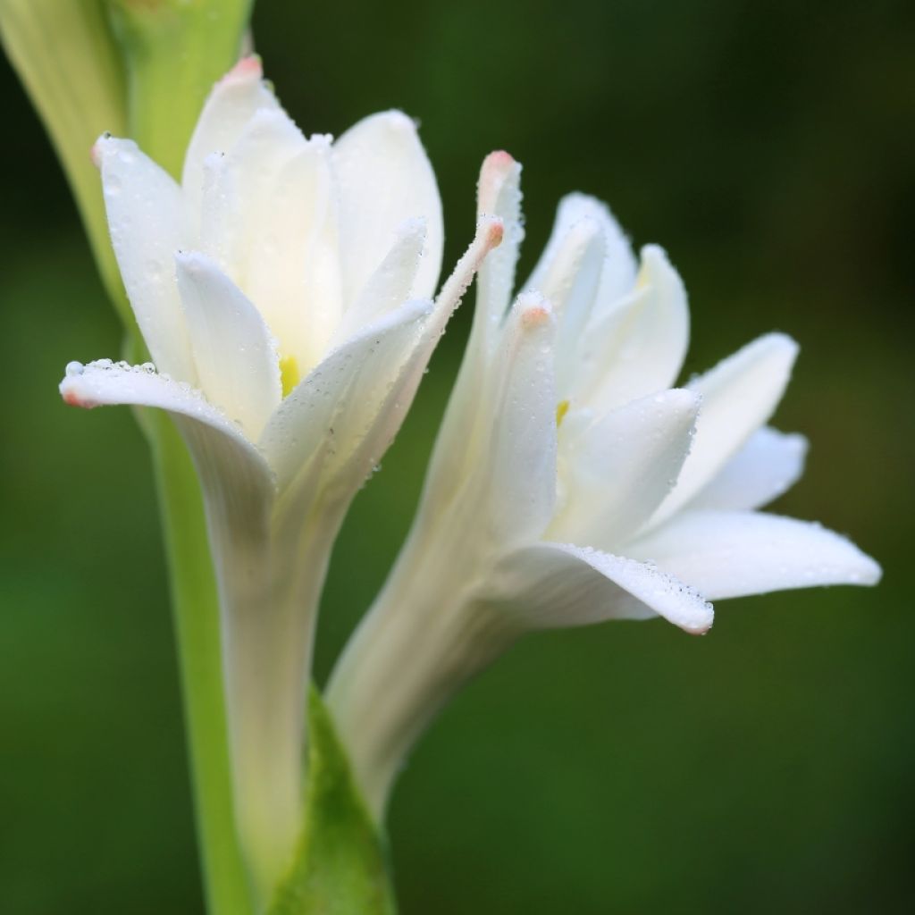 Tuberosa The Pearl