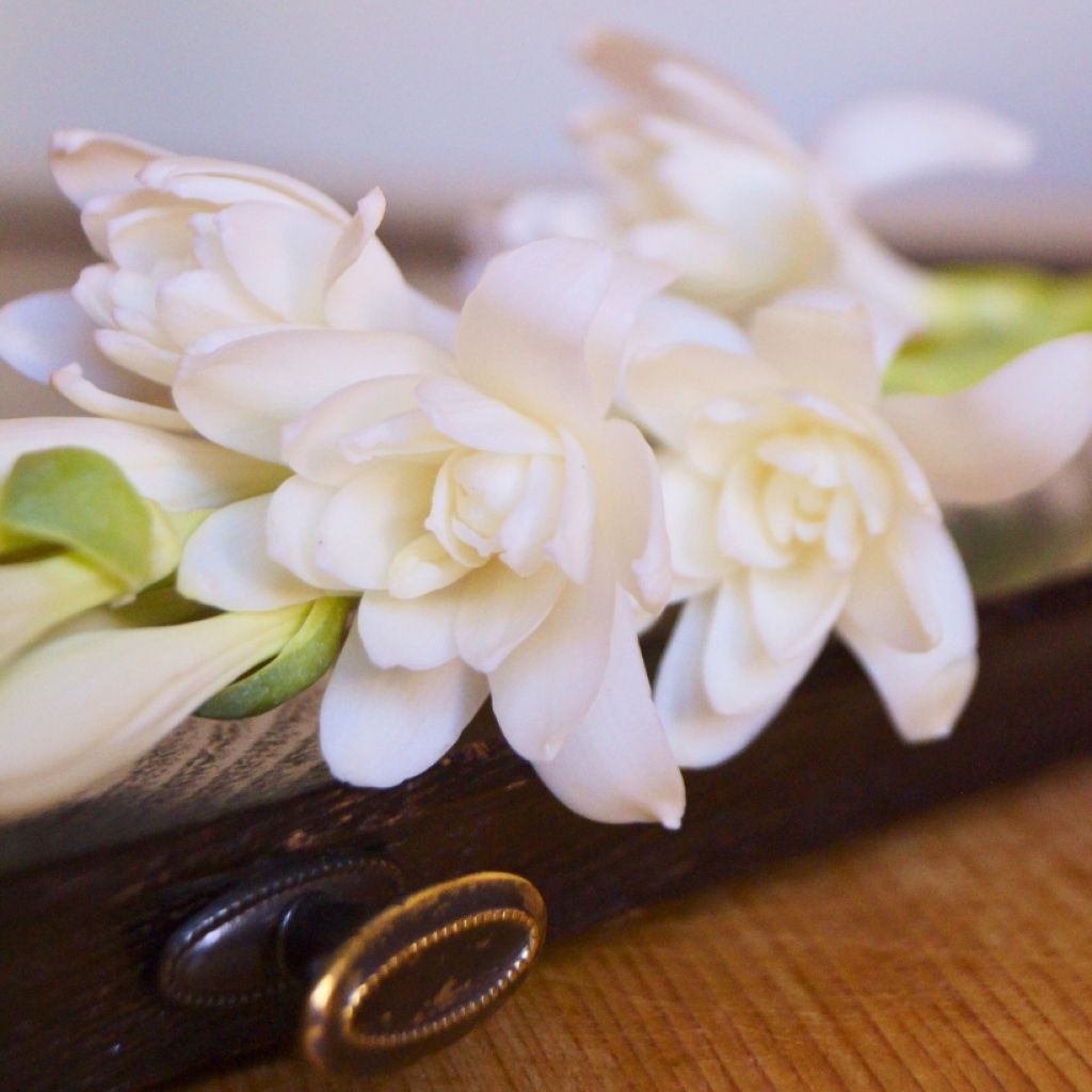 Tuberosa The Pearl