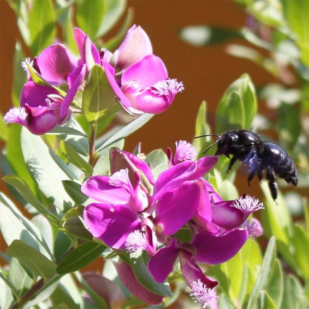 Polygala myrtifolia