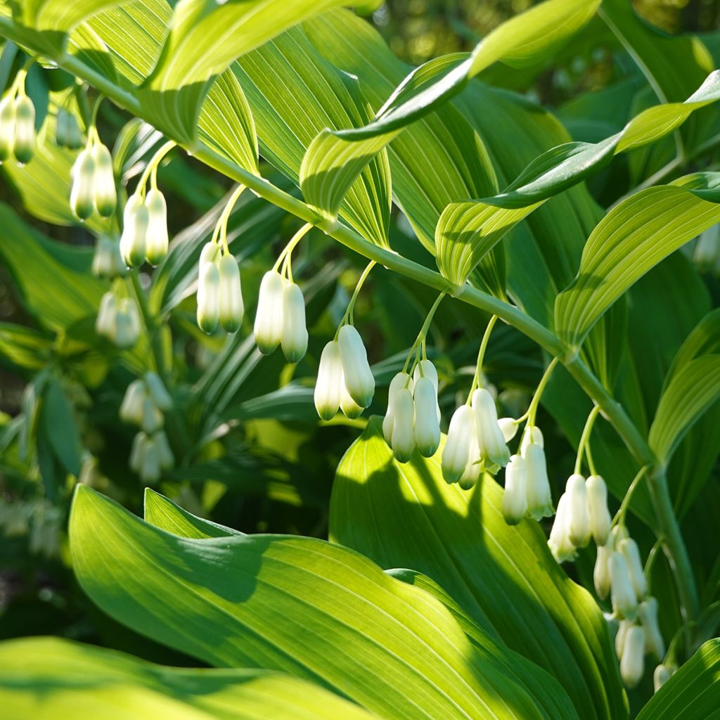 Kalliokielo - Polygonatum commutatum