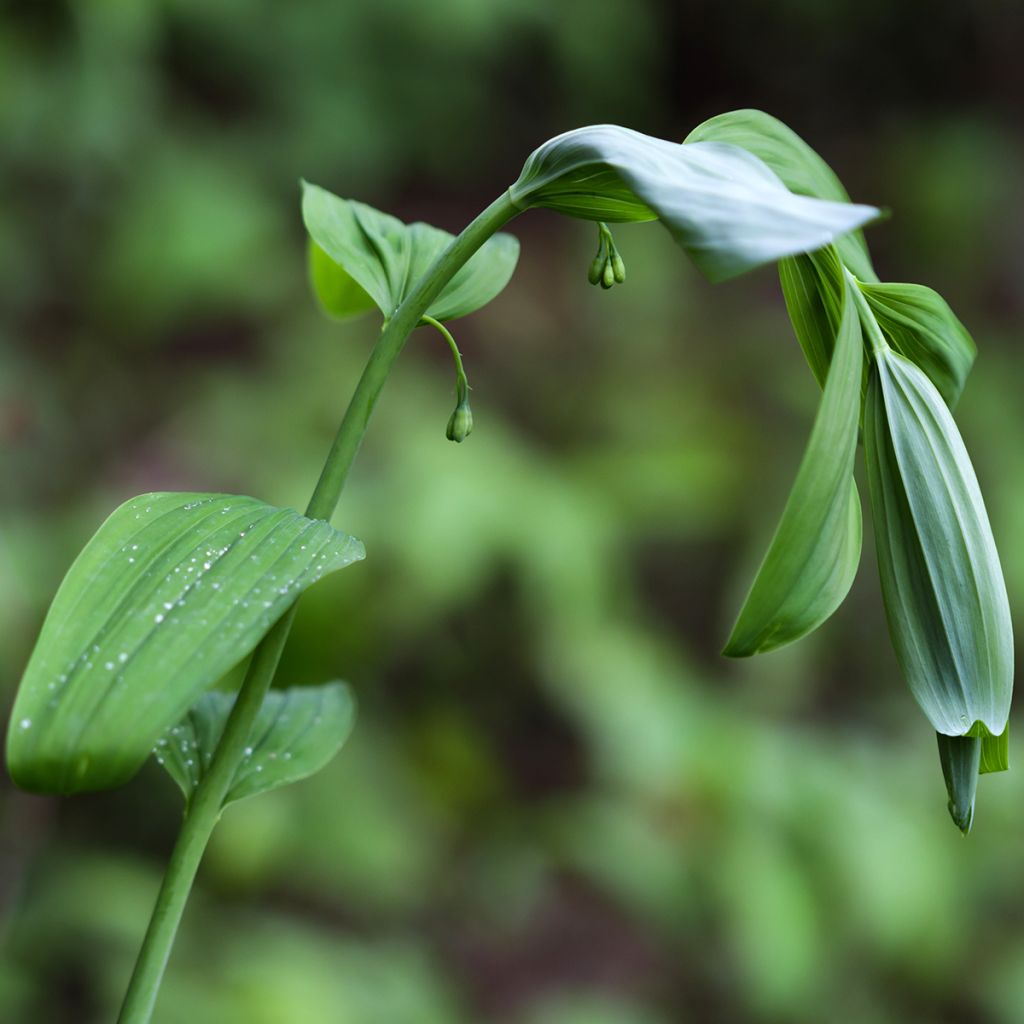 Kalliokielo - Polygonatum commutatum