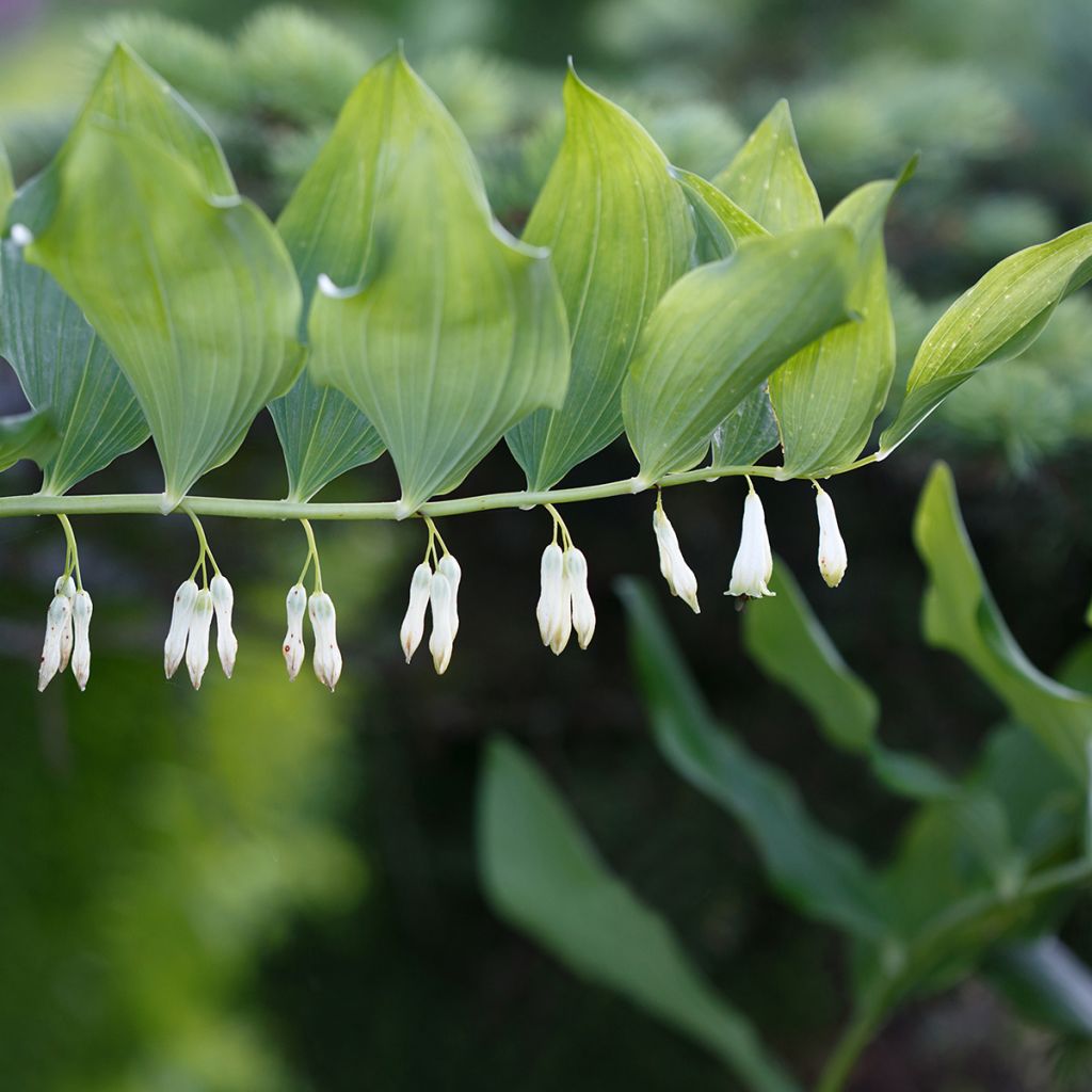 Kalliokielo - Polygonatum commutatum