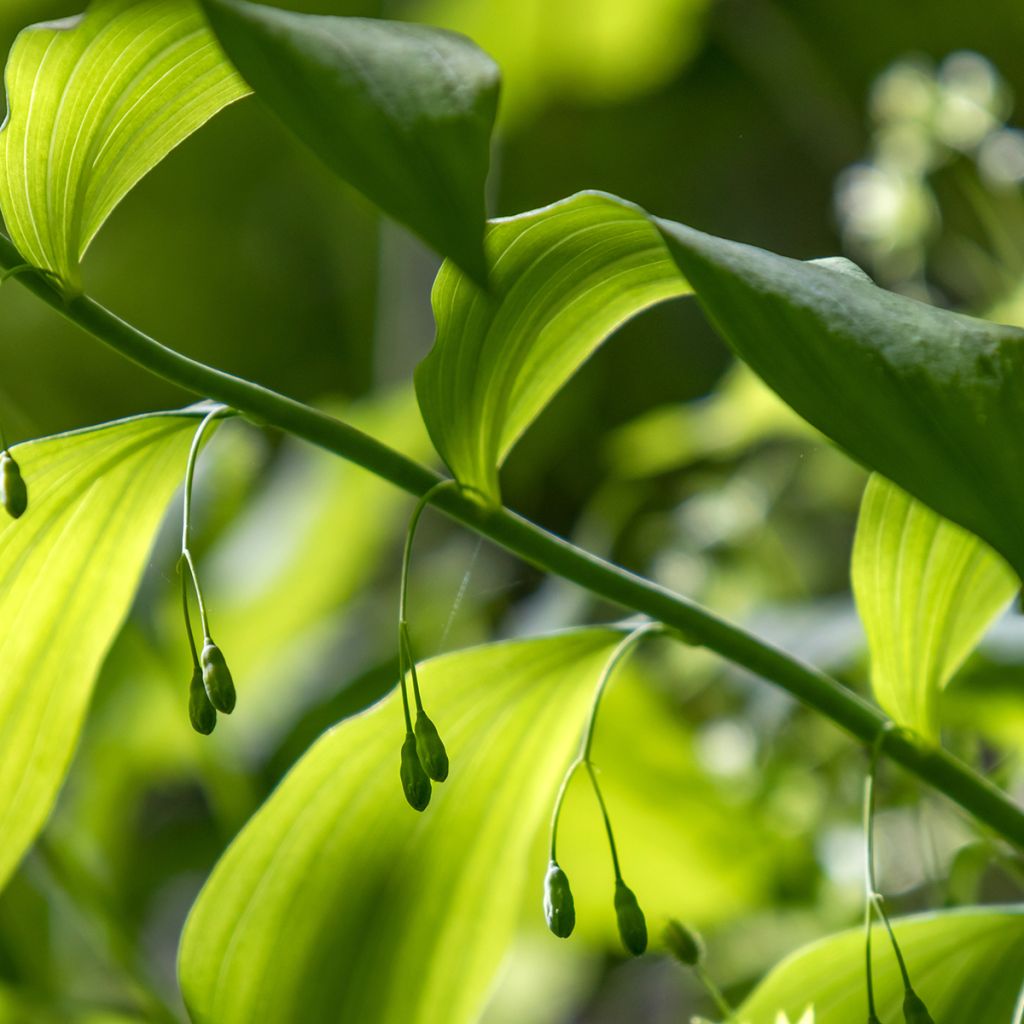 Kalliokielo - Polygonatum commutatum