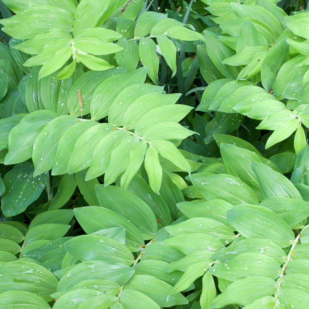 Kalliokielo - Polygonatum commutatum
