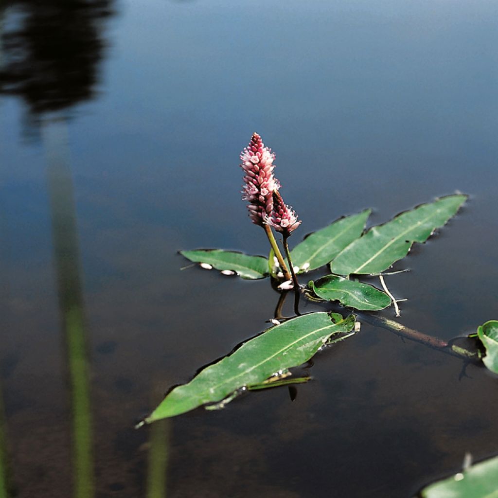 Vesitatar - Persicaria amphibia