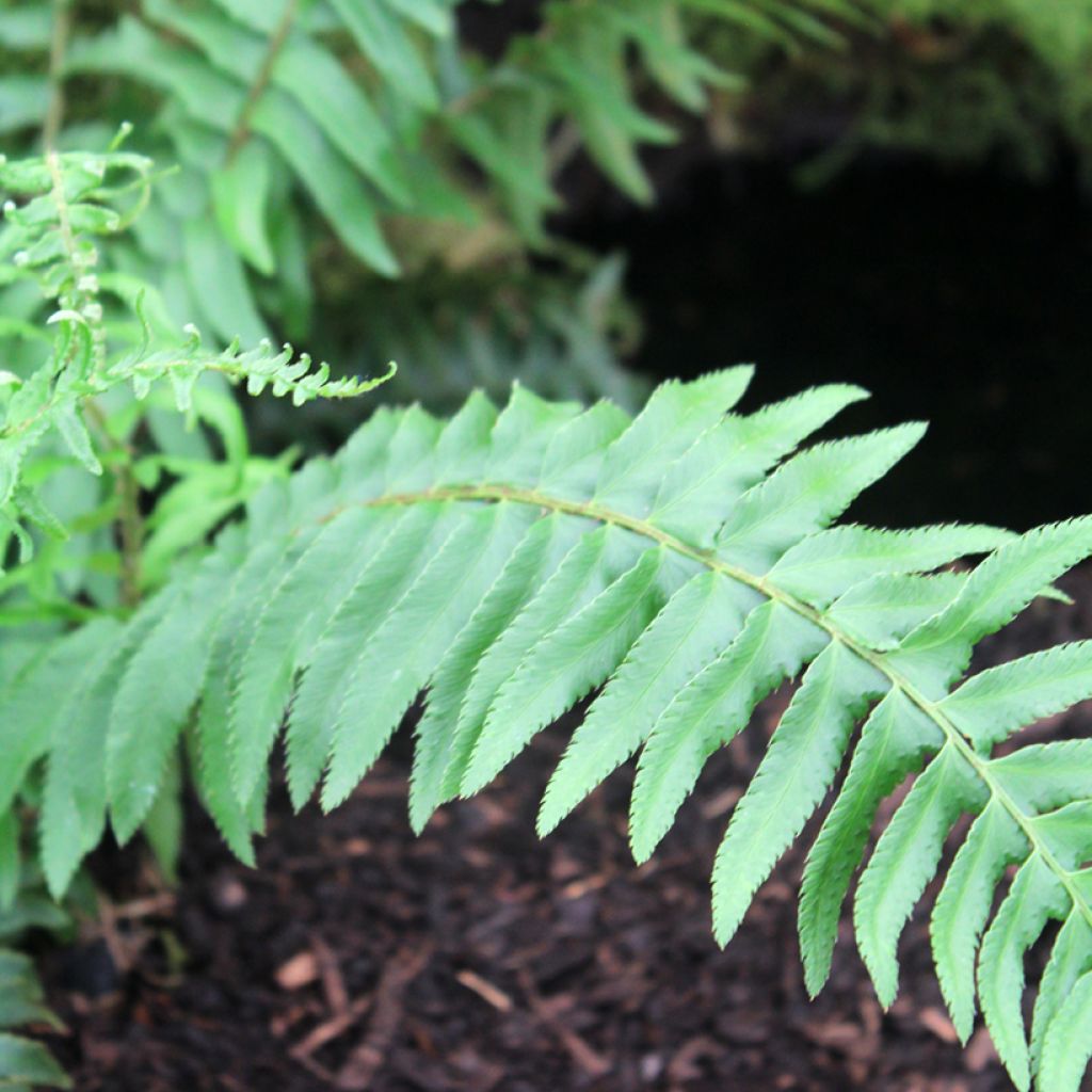 Härkylä - Polystichum munitum
