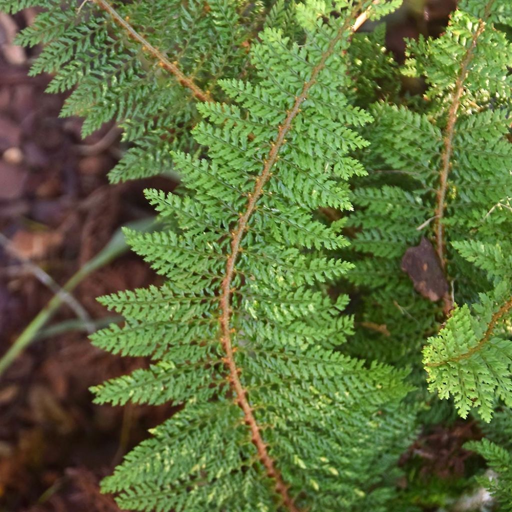 Kilpihärkylä Densum