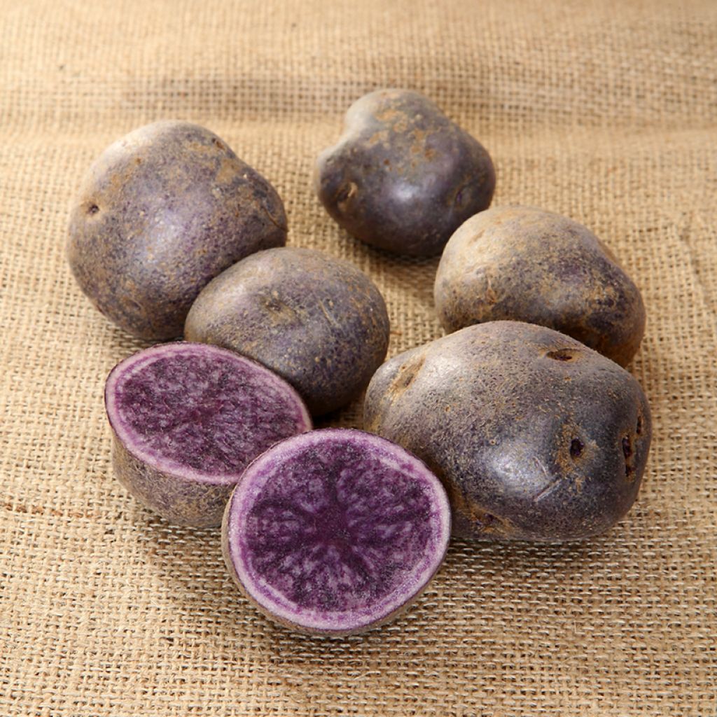 Peruna Bleue d'Artois
