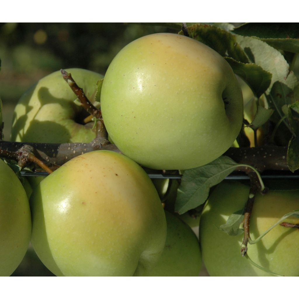 Tarhaomenapuu Golden Delicious