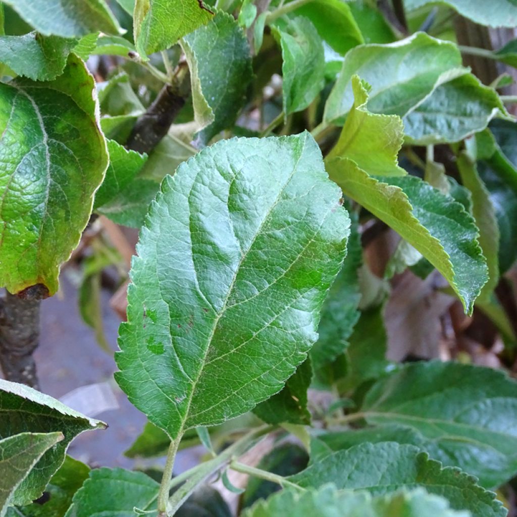 Tarhaomenapuu Golden Delicious