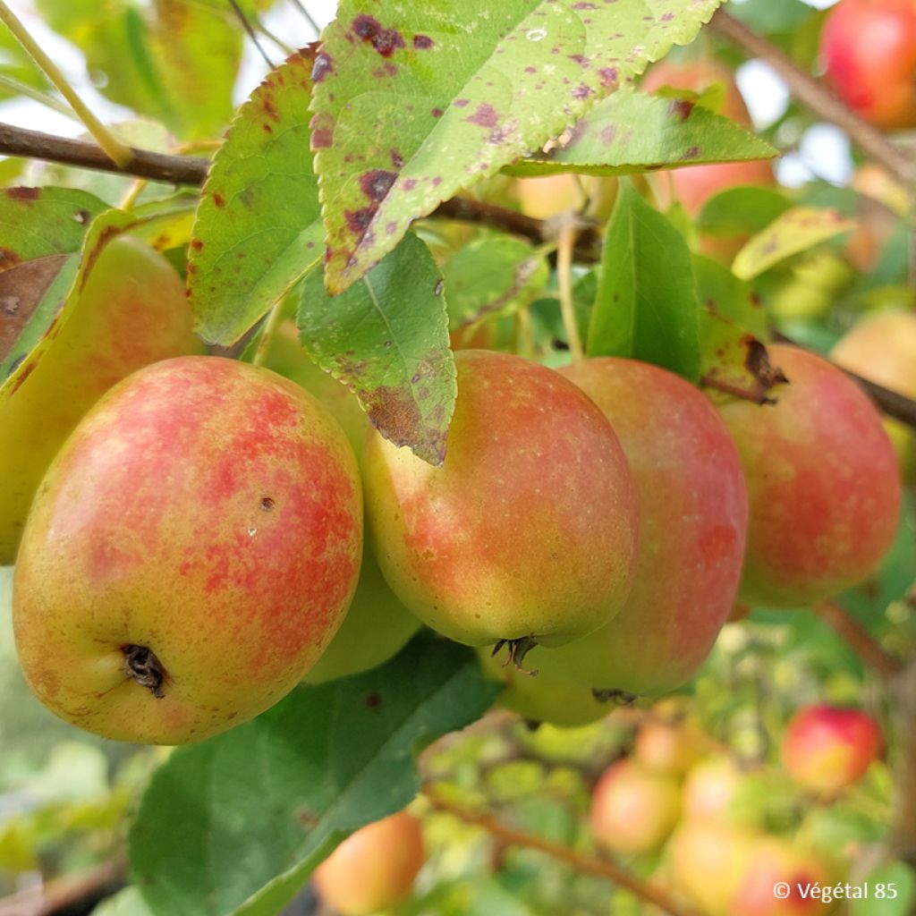 Aasianomenapuu - Malus sieversii