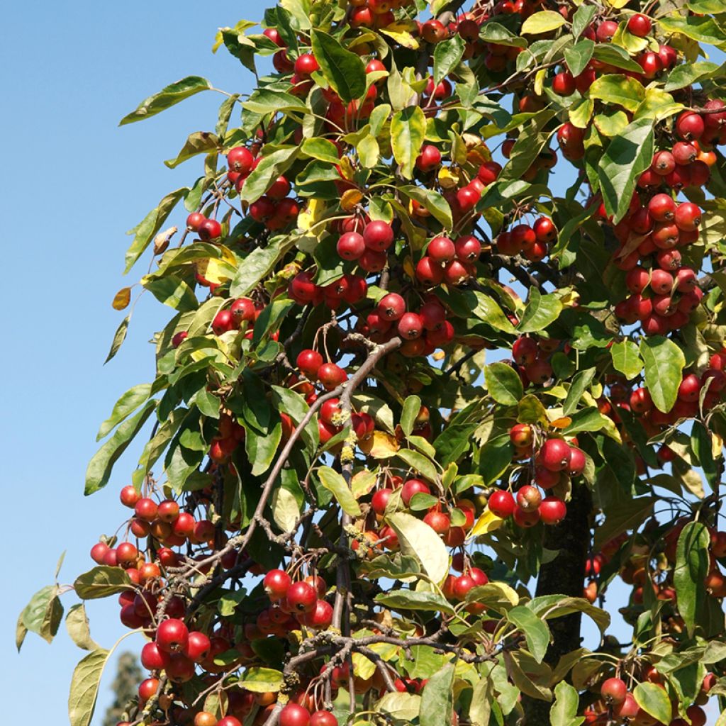 Aasianomenapuu - Malus sieversii