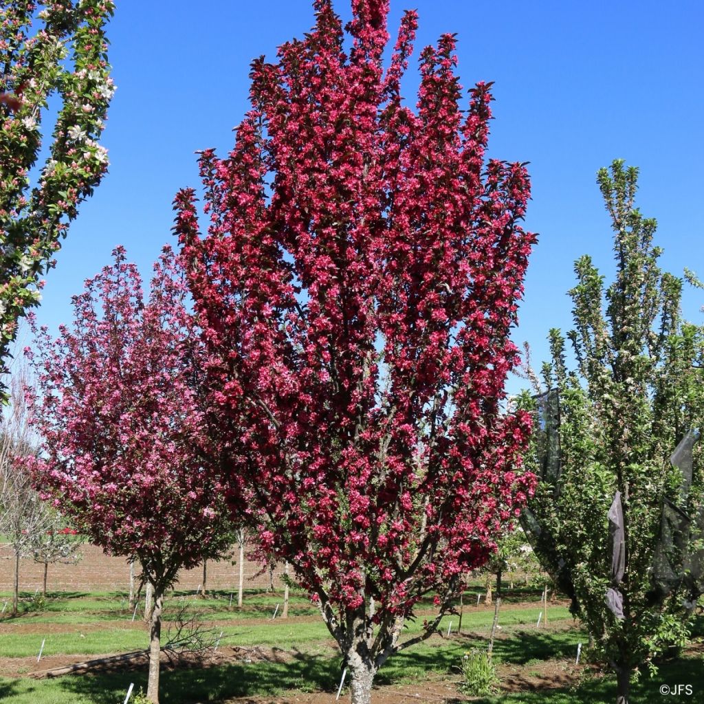 Koristeomenapuu JFS MX’ Raspberry Spear