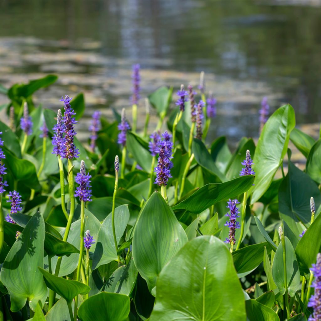 Herttasoikko - Pontederia cordata