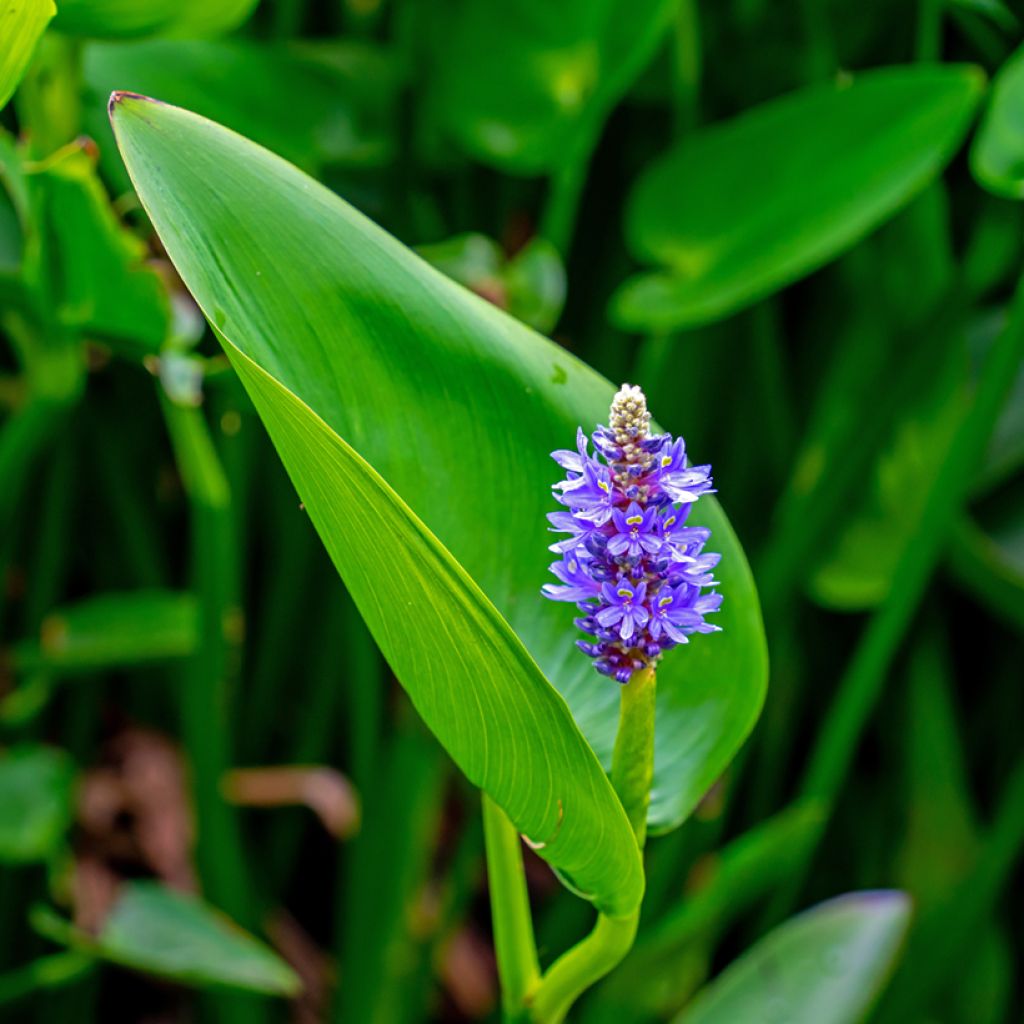 Herttasoikko - Pontederia cordata