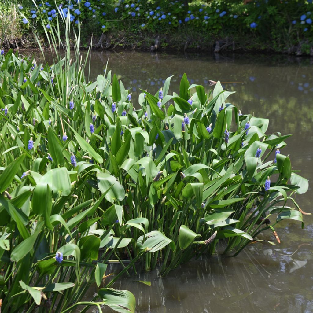 Herttasoikko - Pontederia cordata
