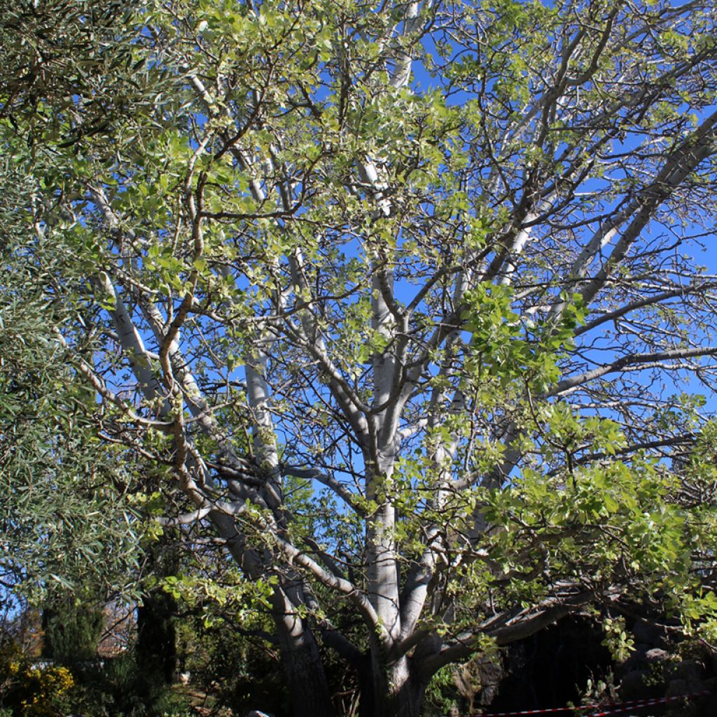Hopeapoppeli - Populus alba
