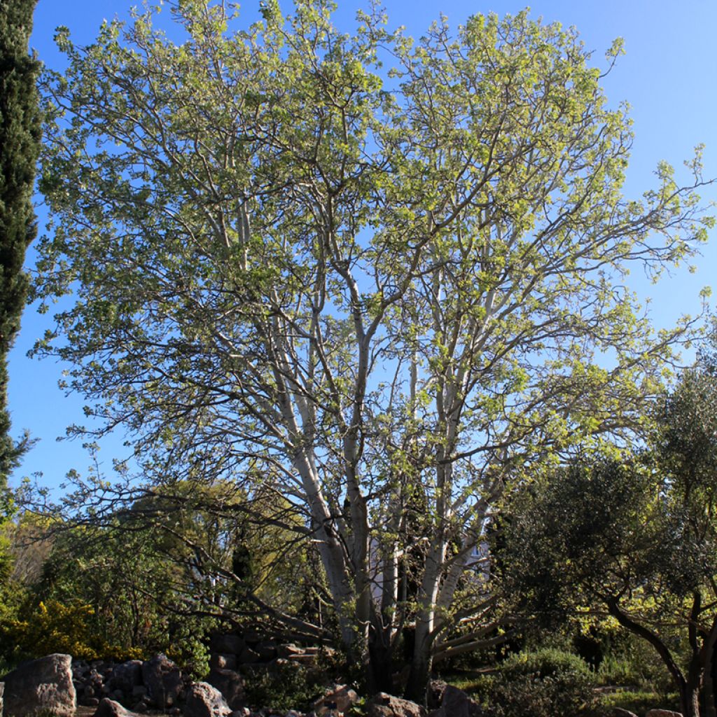 Hopeapoppeli - Populus alba