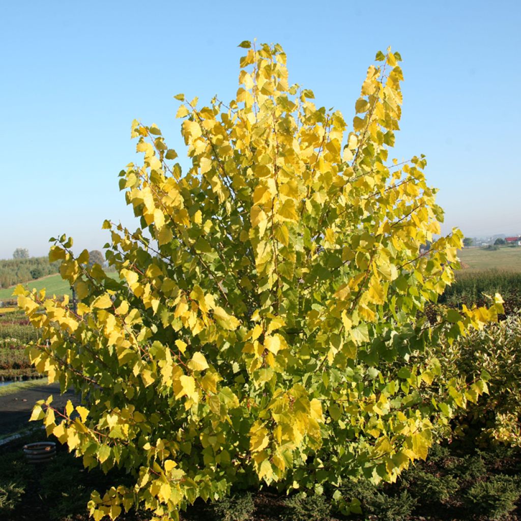 Kanadanpoppeli Serotina Aurea