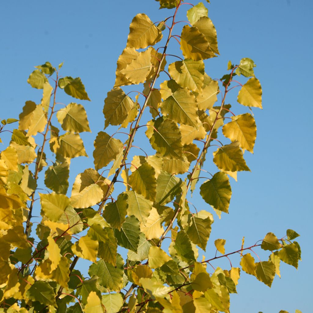 Kanadanpoppeli Serotina Aurea