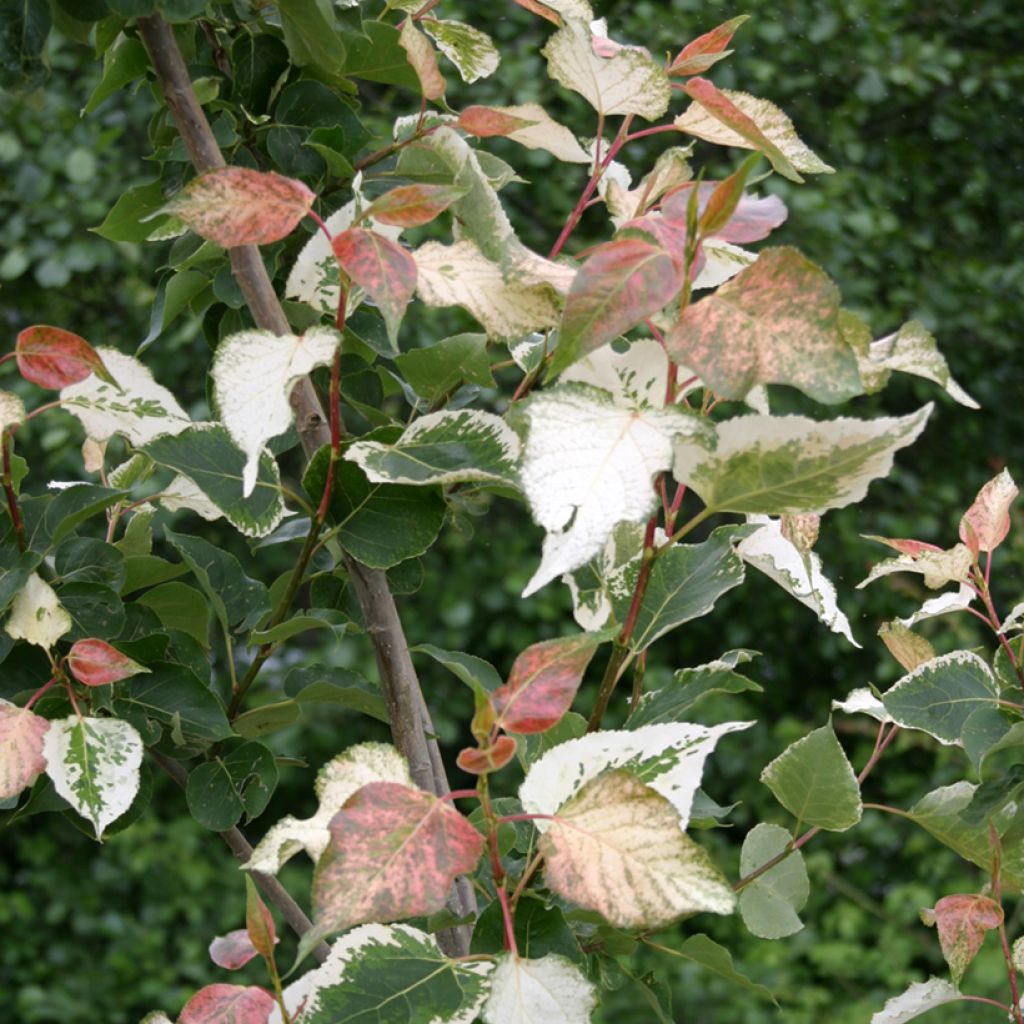 Poppeli Aurora
